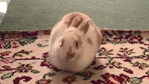 Emily the Rabbit Laying Down in Loaf Mode