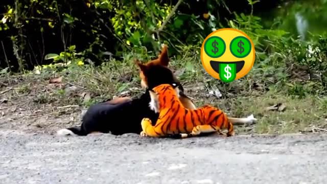 Prank dog & fake tiger