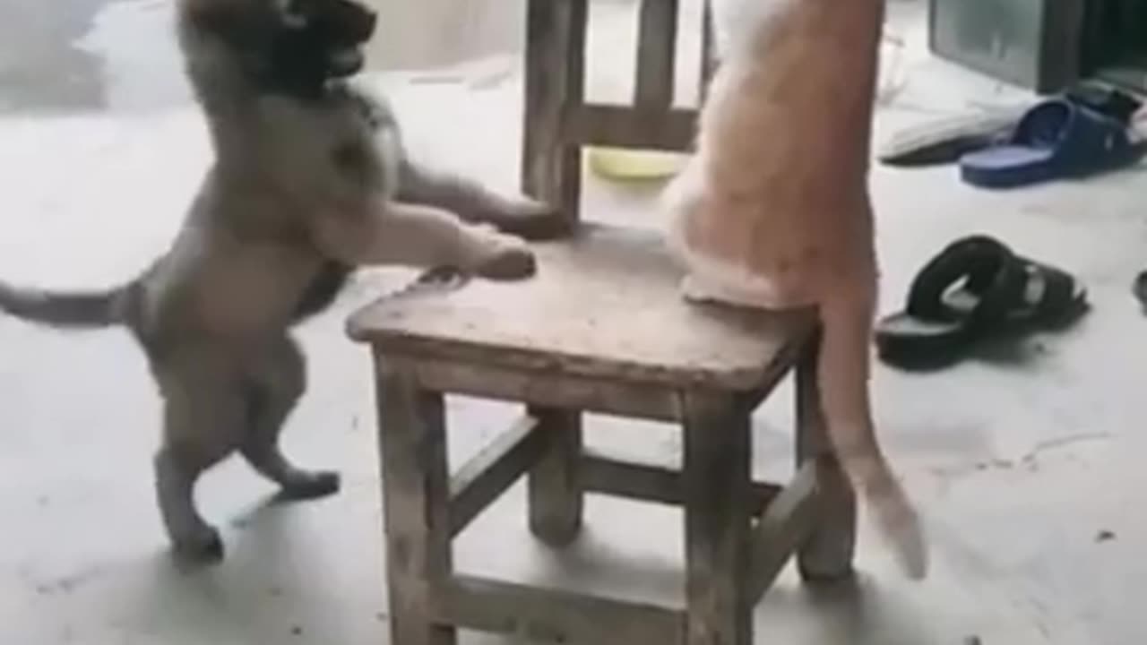 Funny animal videos | Funniest Dogs And Cats Videos 😂 | Best Funny Animal Videos 2023