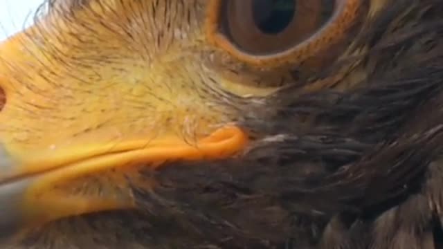 The Eagle's eyes swept around like thunder