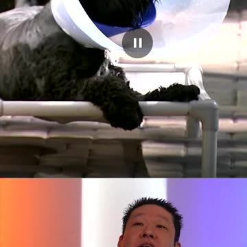 Guy Saves His Dog From A Mountain Lion Without A Gun