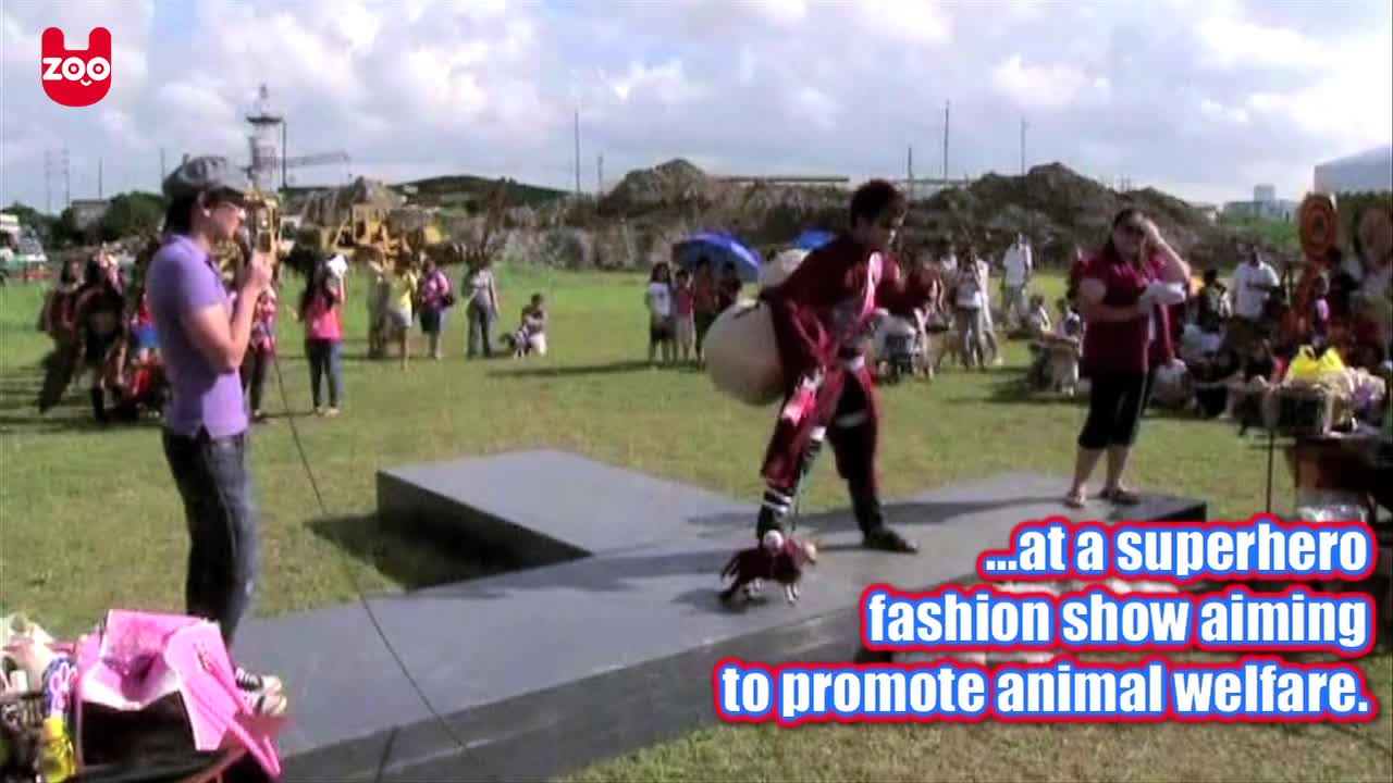 Animal Avengers!
