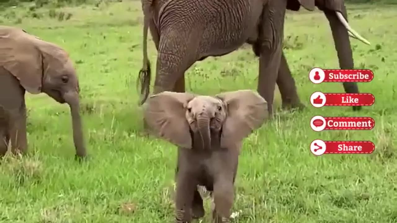 Baby animal