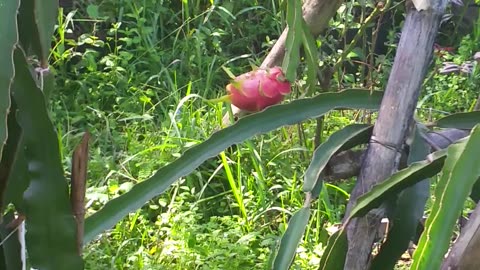 Ripe Dragon Fruit!