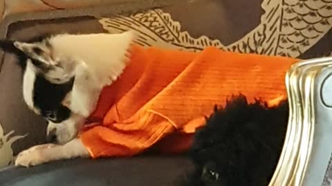 Chihuahua and poodle lying on the sofa