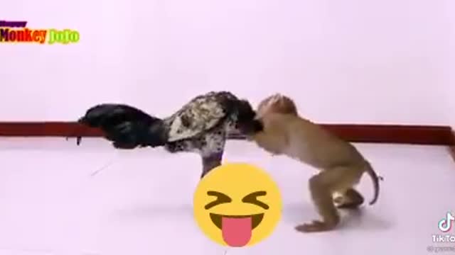 Monkey vs Hen