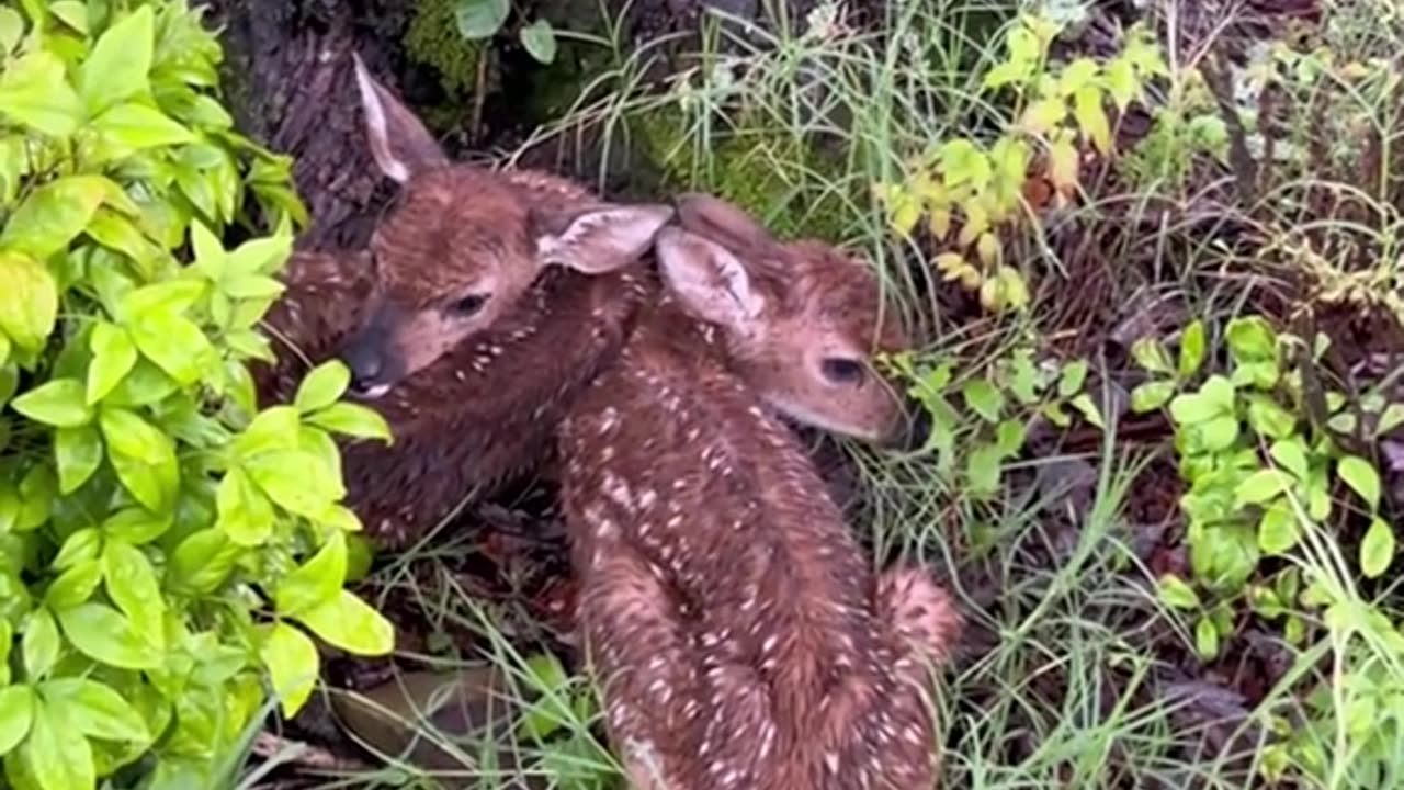 Rescue 2 baby deers