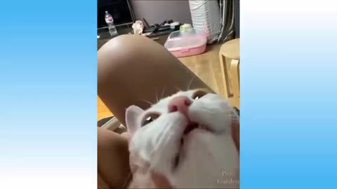Funniest Dog and Cat Video