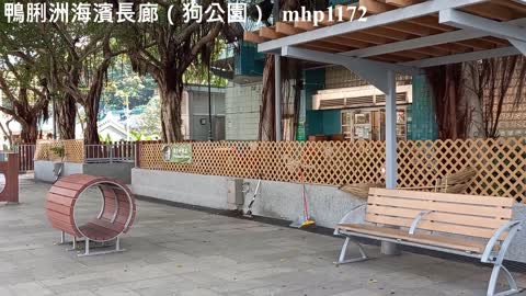 鴨脷洲海濱長廊寵物公園（狗公園）Apleichau Waterfront Promenade Pet Garden（Dog Garden）mhp1172, Mar 2021