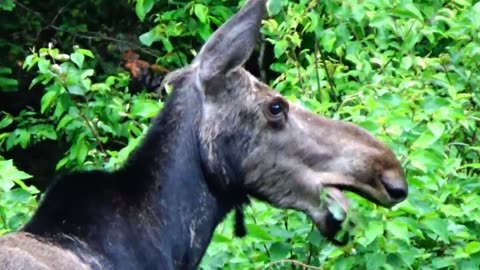 Hungry Moose