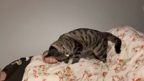 The happiness that can only be realized by raising cats