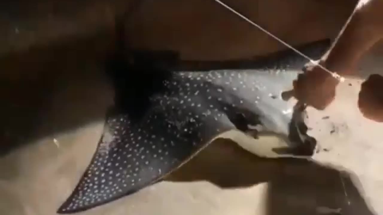 Wildlife & Funs