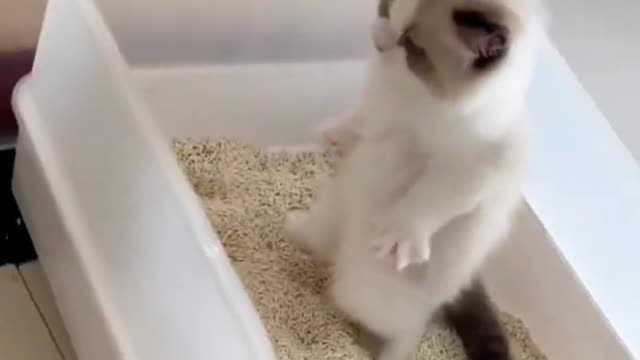 Poor,, This cat is having trouble defecating