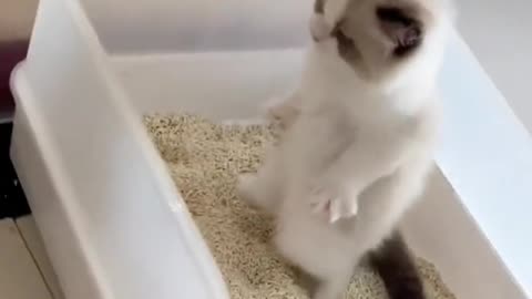 Poor,, This cat is having trouble defecating