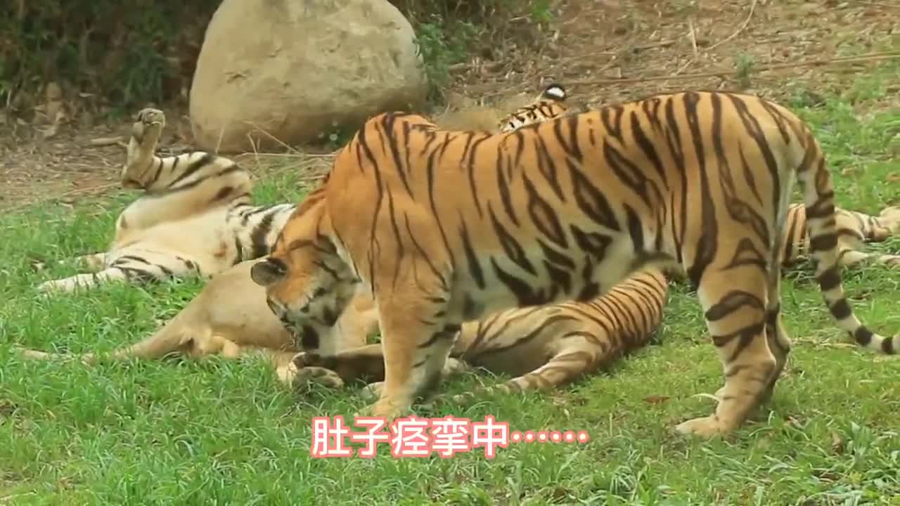 There are many happy animals in the Siberian Tiger Zoo