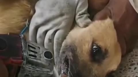 So pity dog