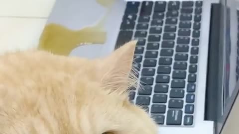 Aww cute cat videos funny