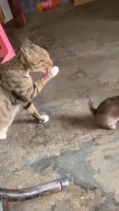 Cute Cats #Shorts Funny video #shorts