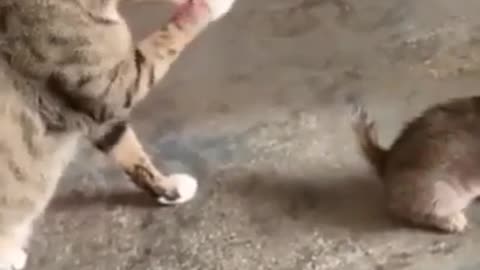 Cute Cats #Shorts Funny video #shorts