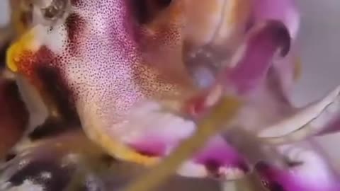 Never Seen Macro, Sea Creature #shorts #viral #shortsvideo #video