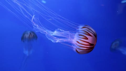 Jelly fish