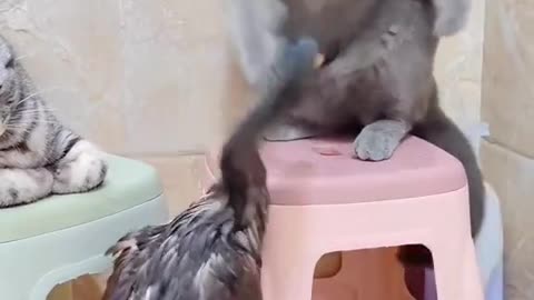 Duck VS Cats