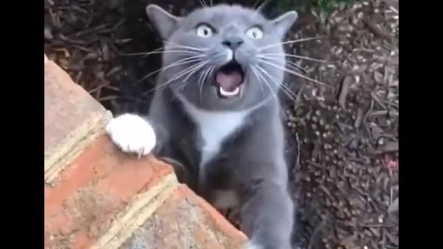 Funniest cats| funny cats life|