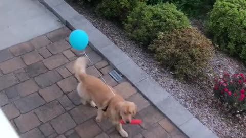 When you wander away so you have to wear a balloon