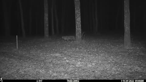 Bobcat Stalking Nov