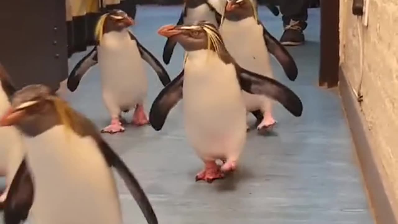 This is the cutest thing you’ll see all day