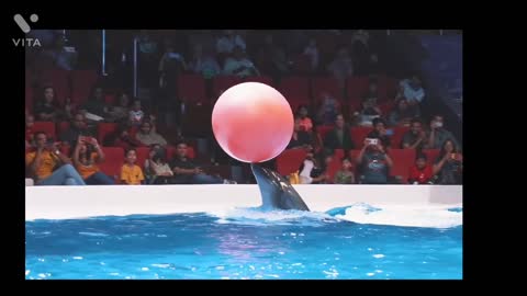 Funny dolphin