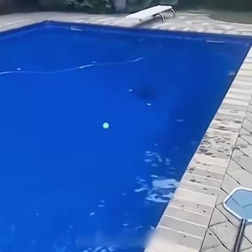 Funny Cats Shorts Compilation😂😂😂 Ep 295 #cat #funnycatvideos #failarmyanimals #funnyfail #funny