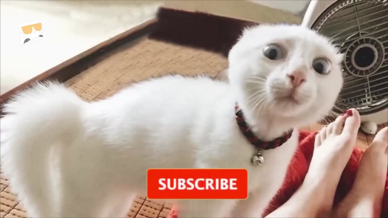 Cat funny video