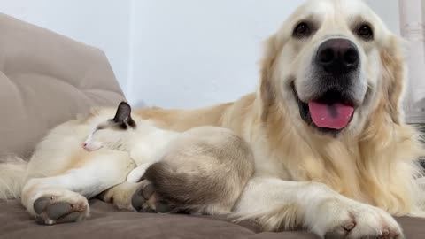 The Kitten who doesn't want to leave the Golden Retriever!