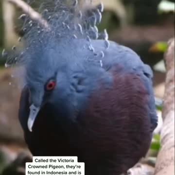 Victoria Crown pigeon 🐦