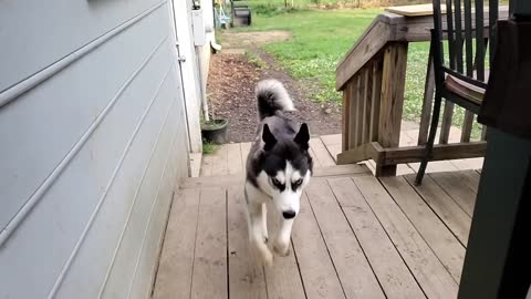 4 Minutes of Husky madness