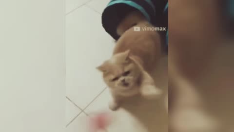 Funny Cat