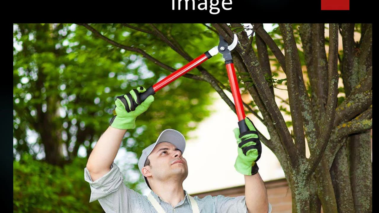 Best Tree Pruning in Eagle Place