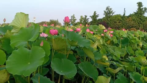 plants in the lake