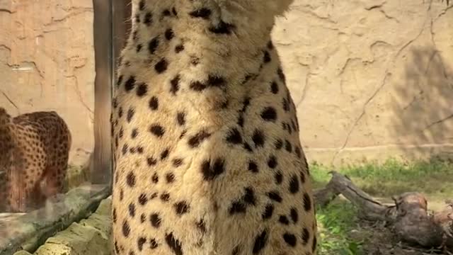 This appearance level likes leopard print