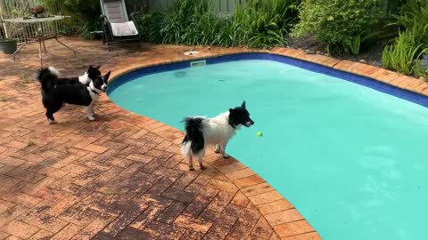 The dog splashed in the water