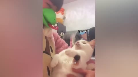 Cute cat, funny dog