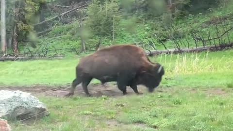 POV seeing grizzlies and bison in Yellowstone.