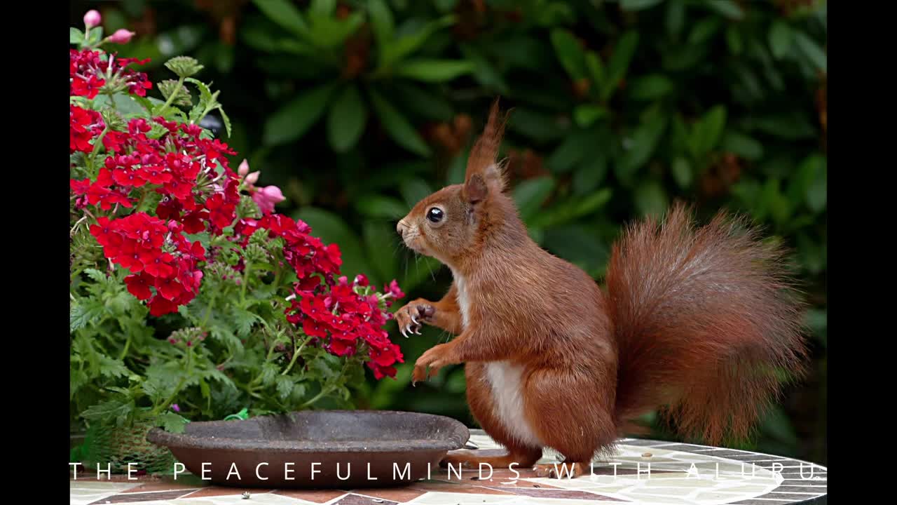 Relaxing Music | Sleeping, Meditation, Stress Relief | [1161] ⭐️
