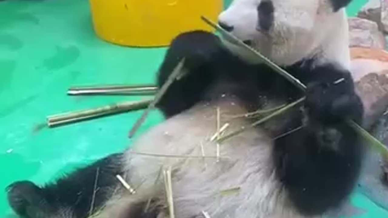 Panda the bamboo sorting machine 🤣🤣