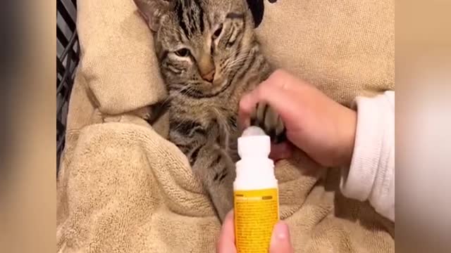I envy the cat's day, because it enjoys the treatment I did not enjoy before