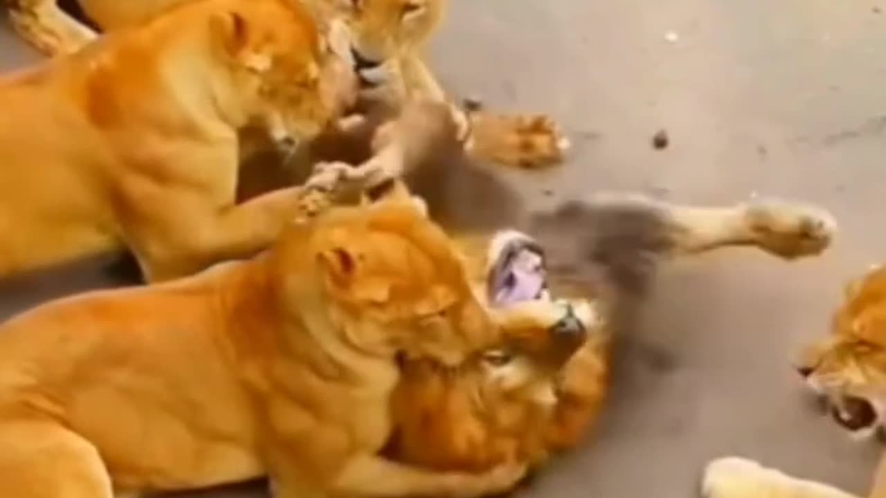 Female lions attack on Male lion