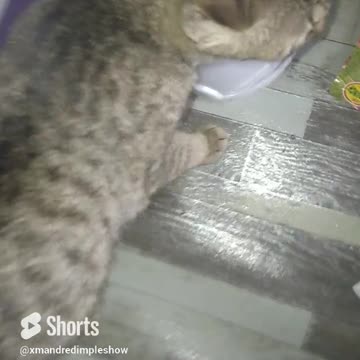 5 New Cute Kitten Cat in the Home #shorts #cute #cat #kitten