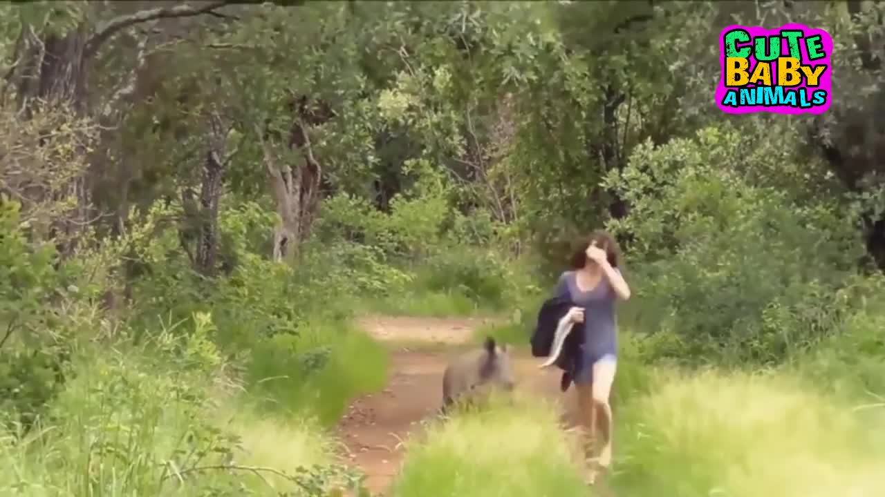 Cute Baby Rhino Playing and Do Something Funny