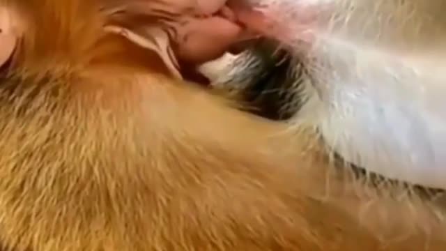 Cute monkey feeding time